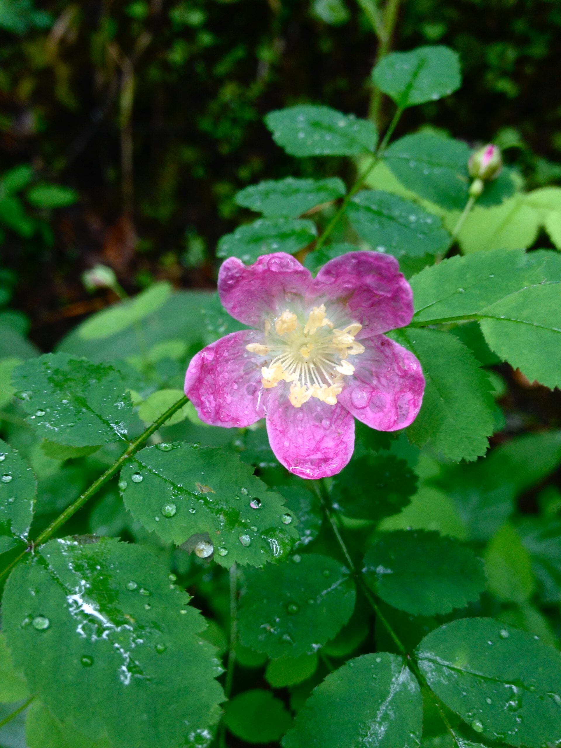 Baldhip Rose