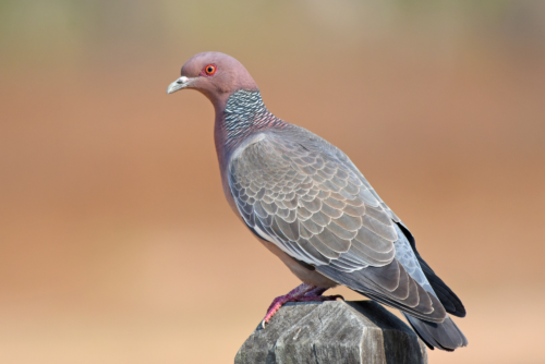 Band-Tailed Pigeon Band-Tailed Pigeon
