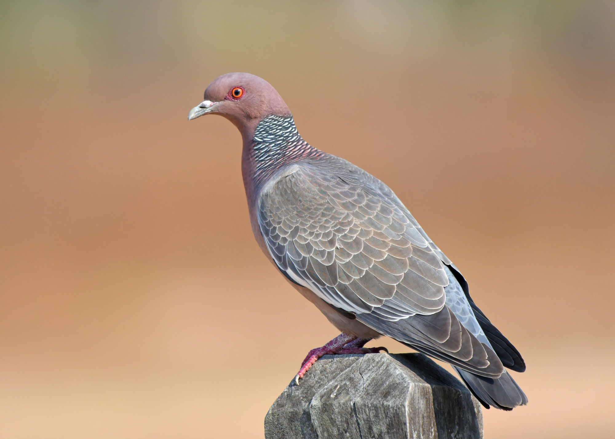 Band-Tailed Pigeon Band-Tailed Pigeon