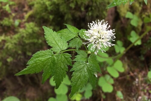 Baneberry Baneberry
