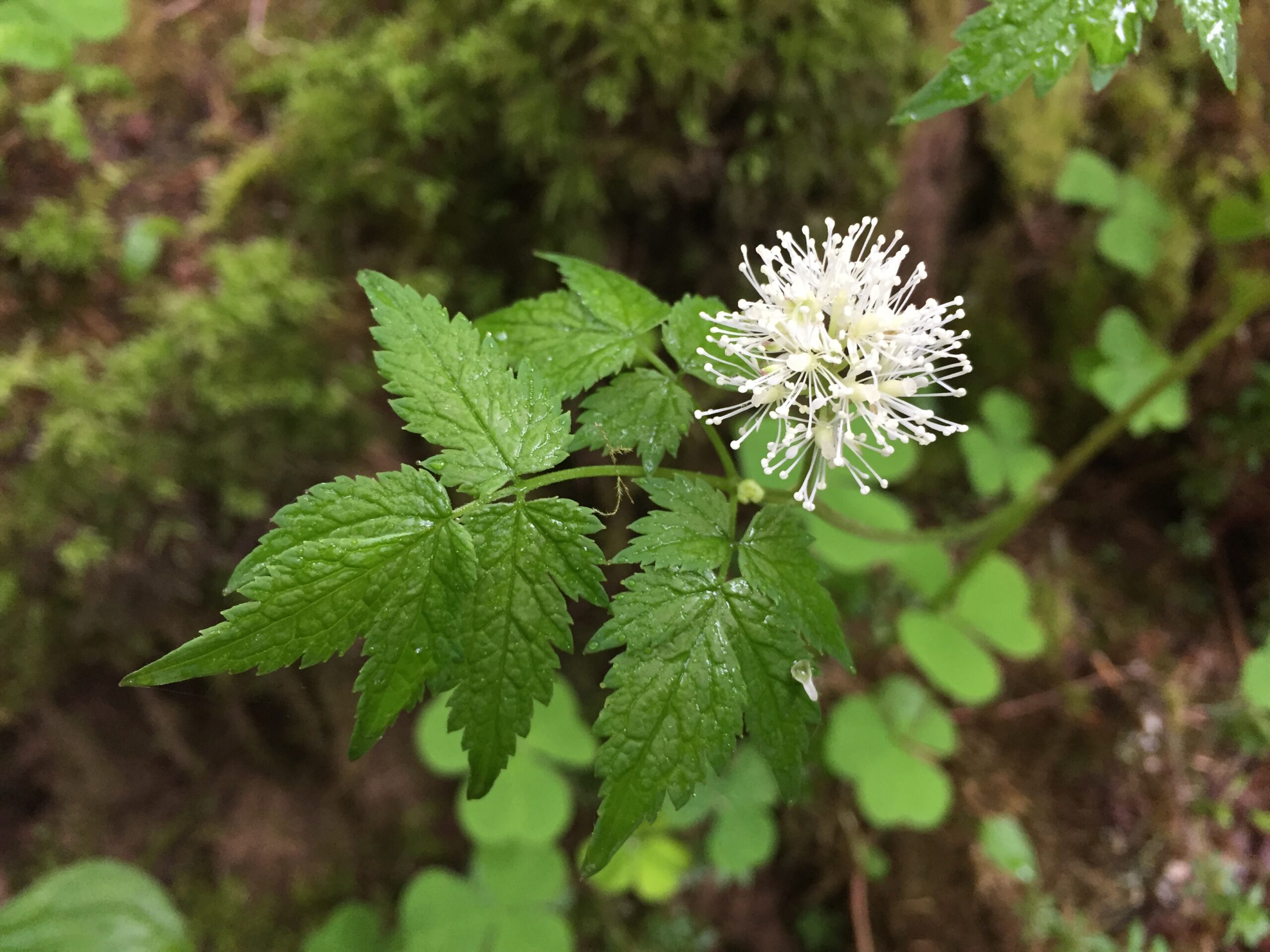 Baneberry