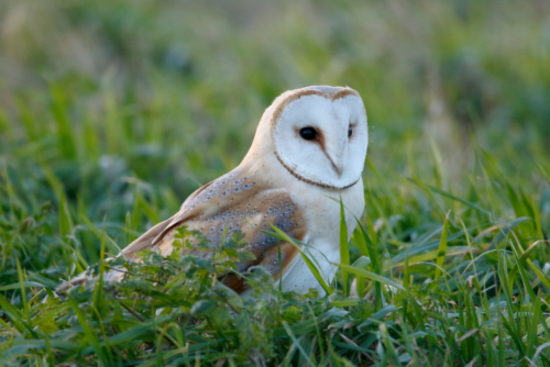 Barn Owl Barn Owl