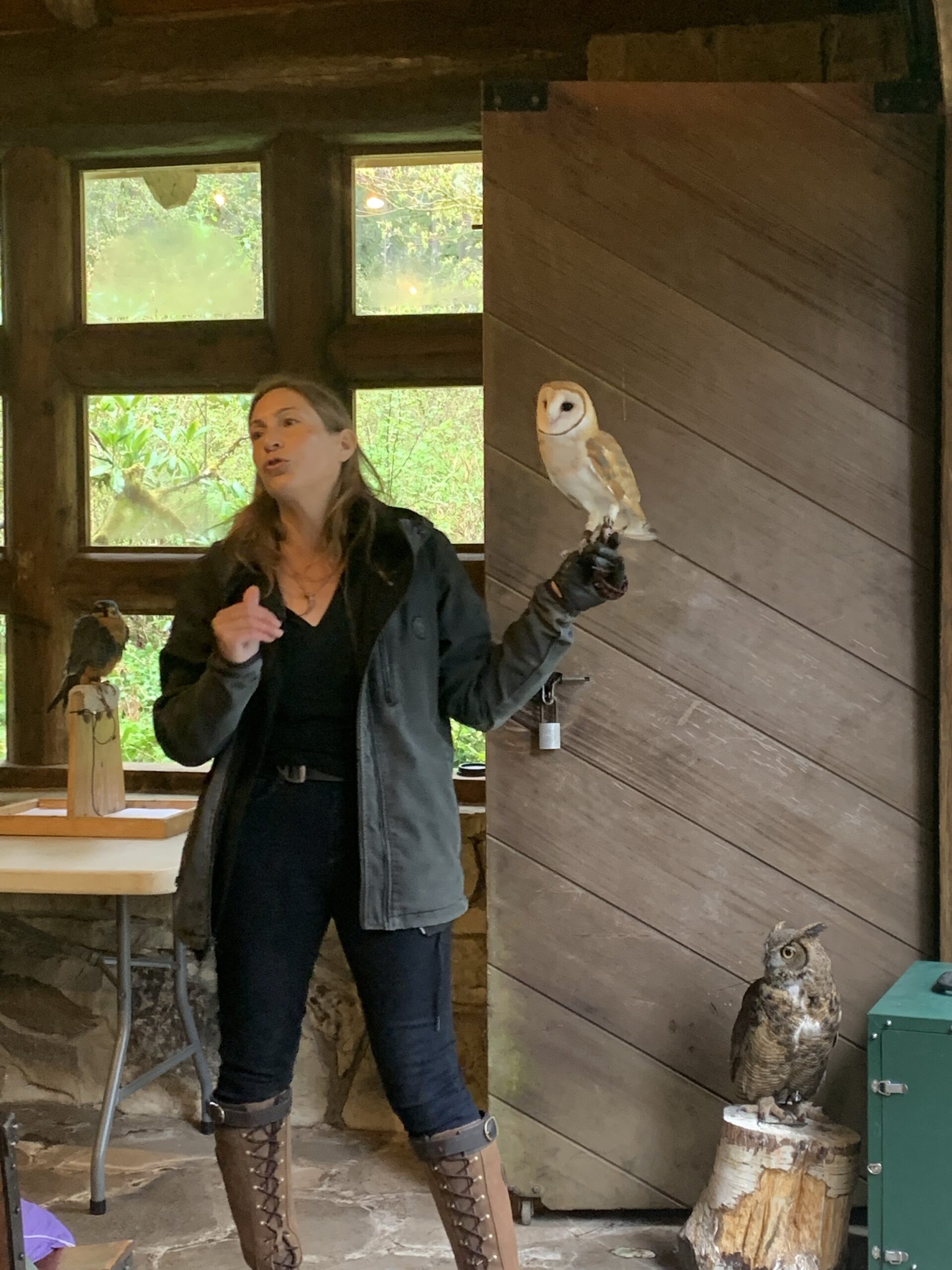 Barn Owl.jpg