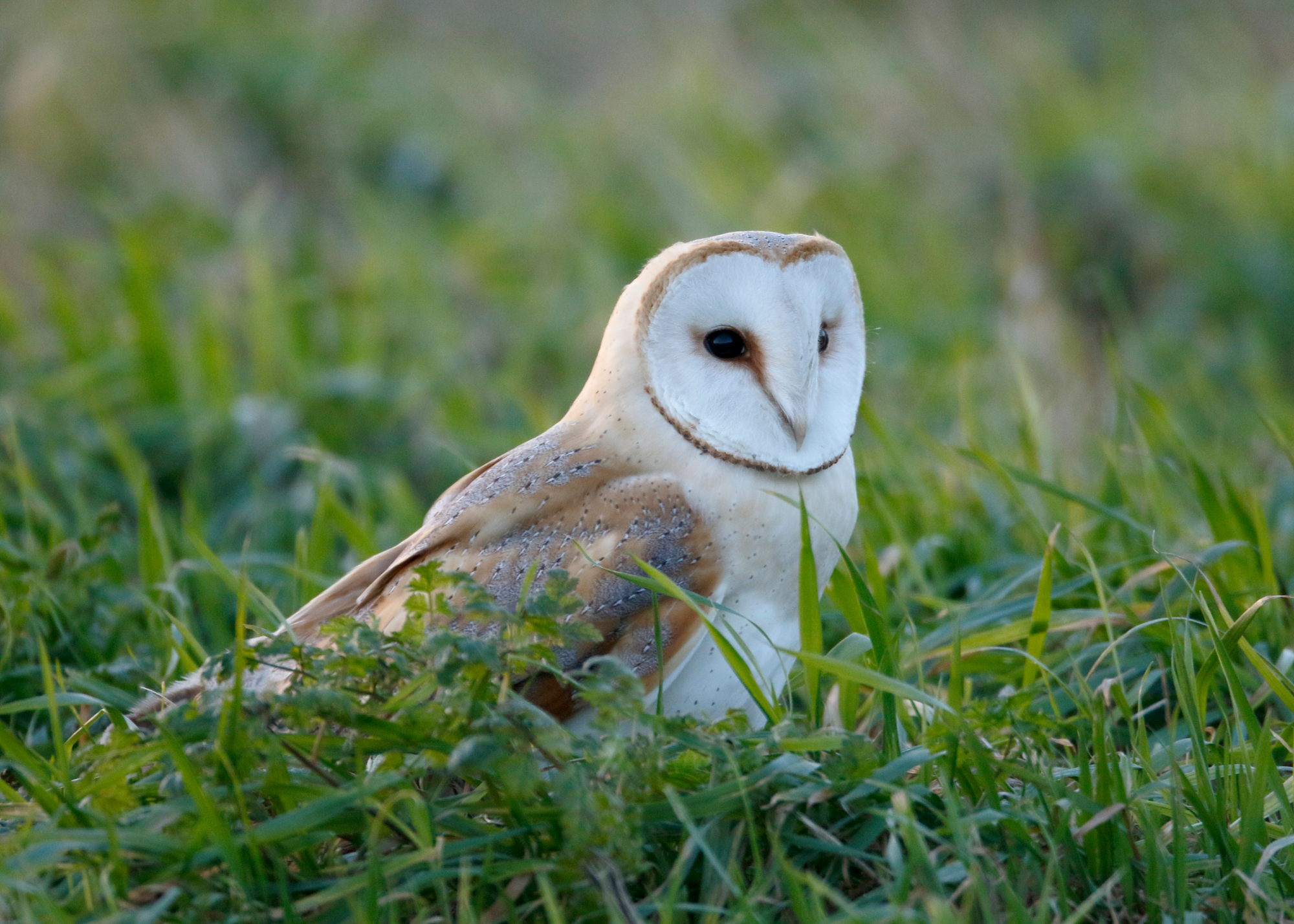 Barn Owl