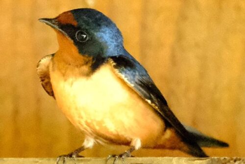 Barn Swallow Barn Swallow