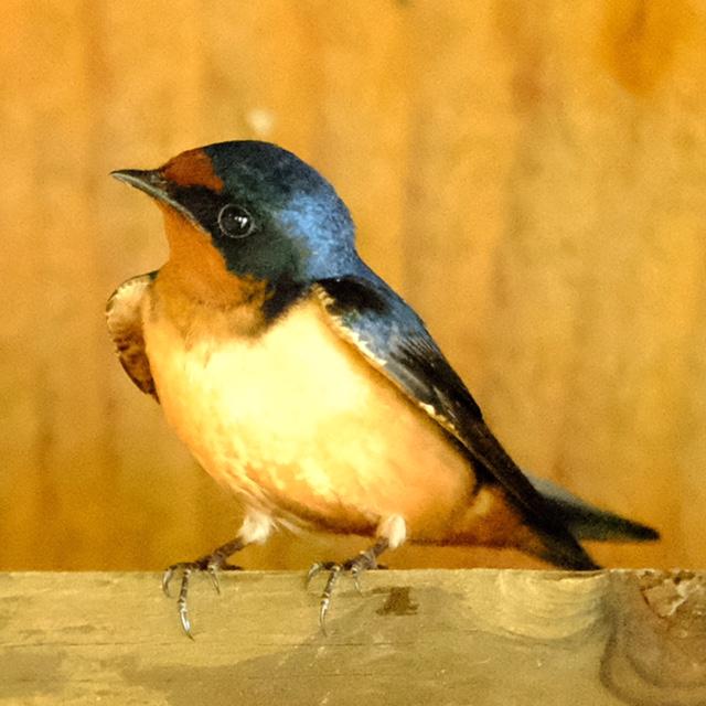 Barn Swallow