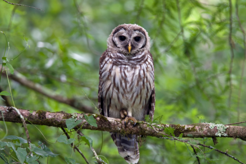 Barred Owl Barred Owl