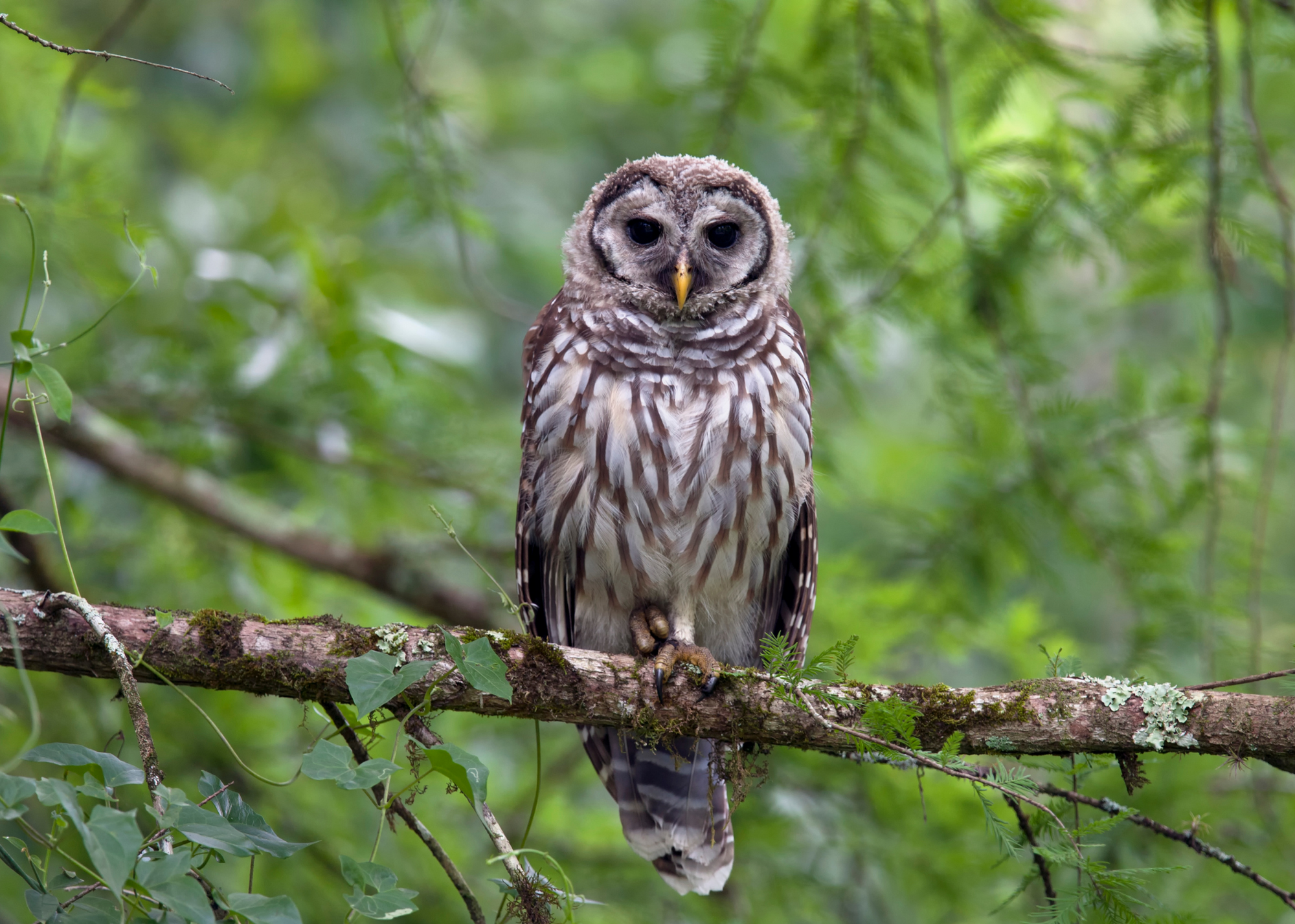Barred Owl