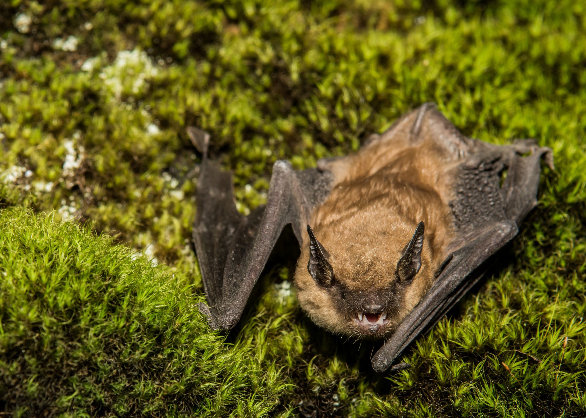 Bats