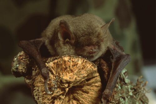 Bats