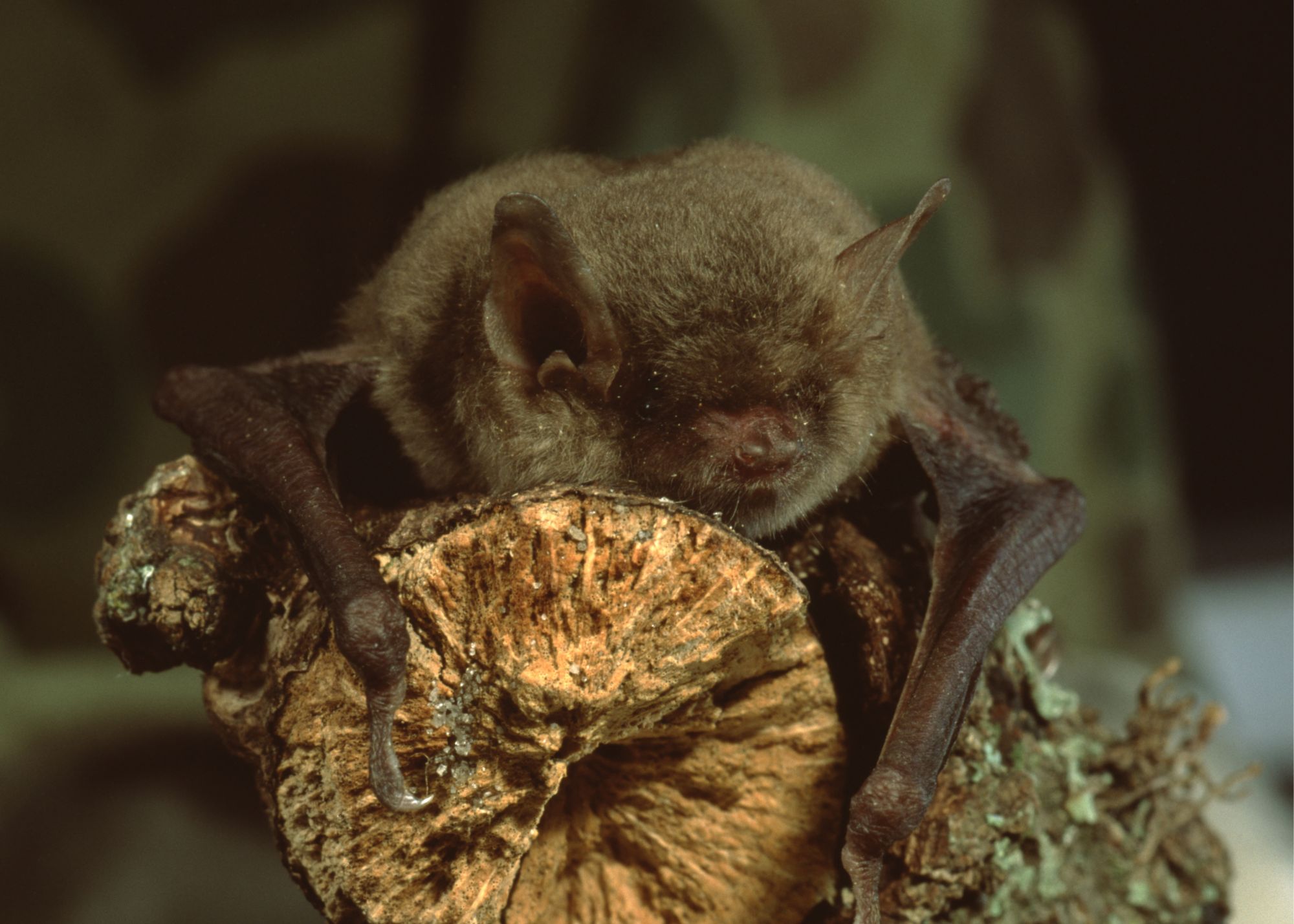 Bats