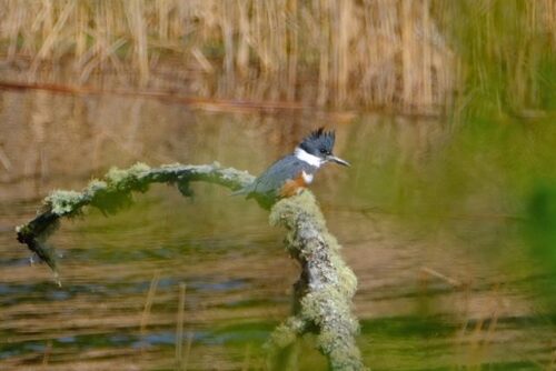 Belted Kingfisher