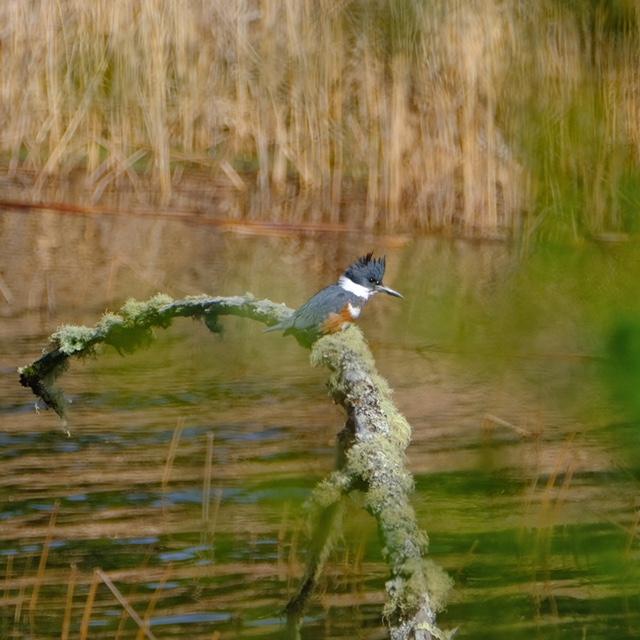 Belted Kingfisher
