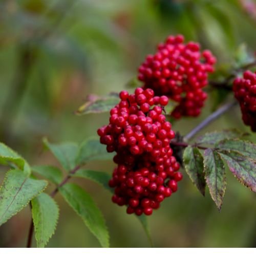 Red Elderberry