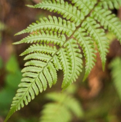 Bracken Fern