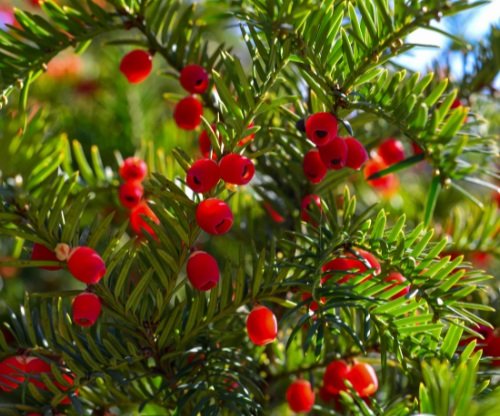 Western Yew