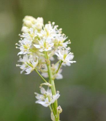 Death Camas