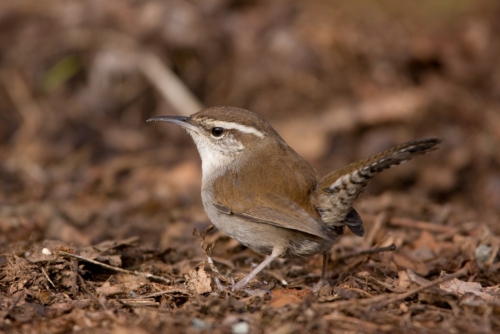 Bewick's Wren
