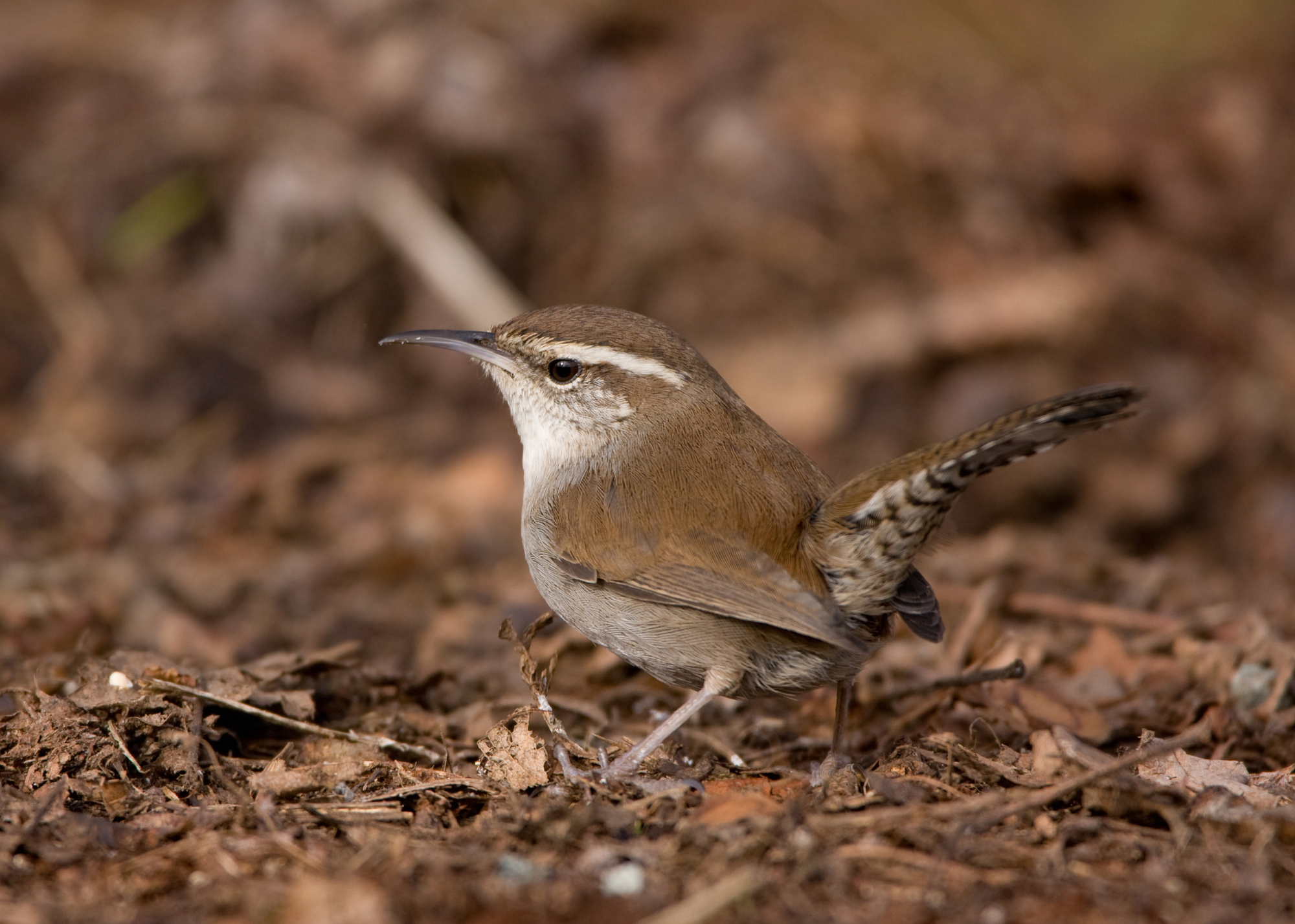 Bewick’s Wren Bewick’s Wren