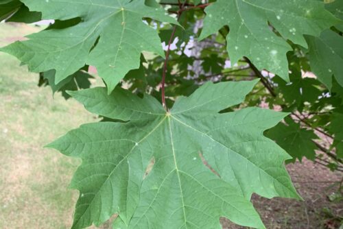 Big Leaf Maple Big Leaf Maple