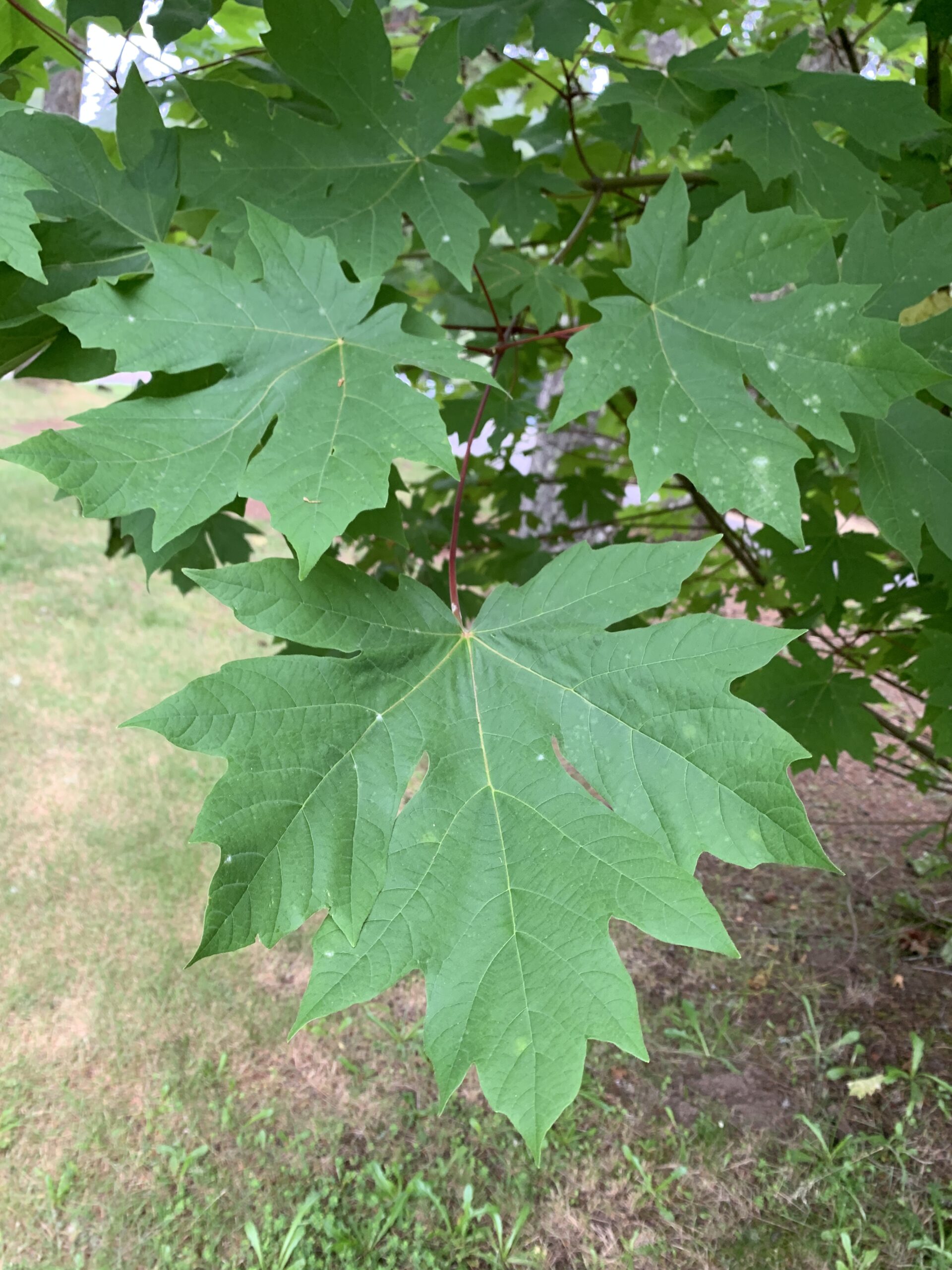 Big Leaf Maple