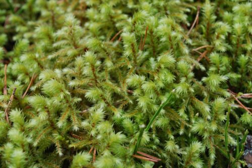 Big Shaggy-Moss Big Shaggy-Moss