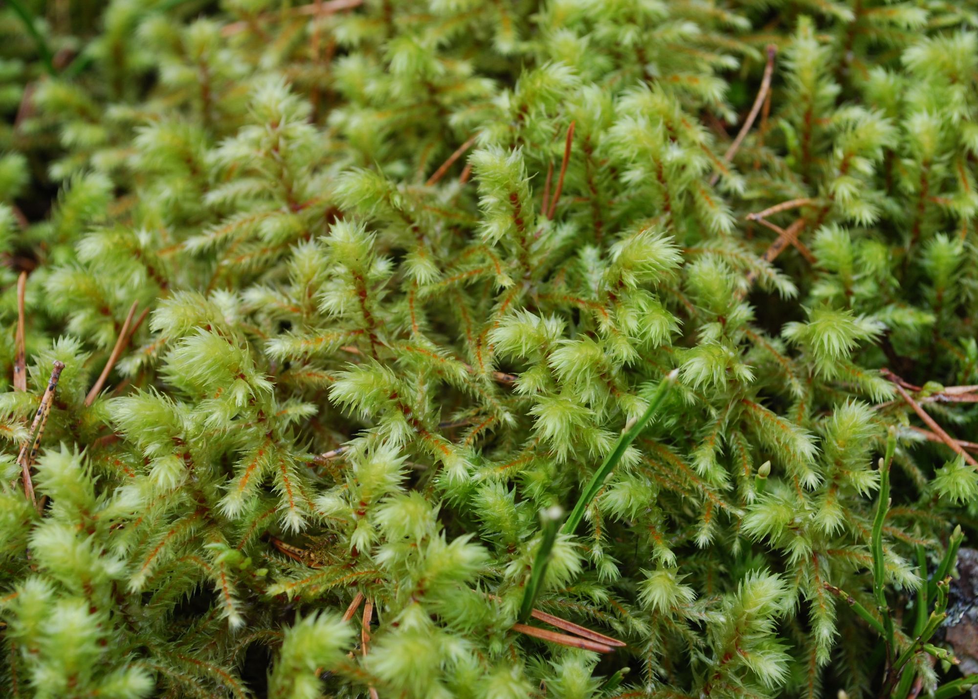Big Shaggy-Moss Big Shaggy-Moss