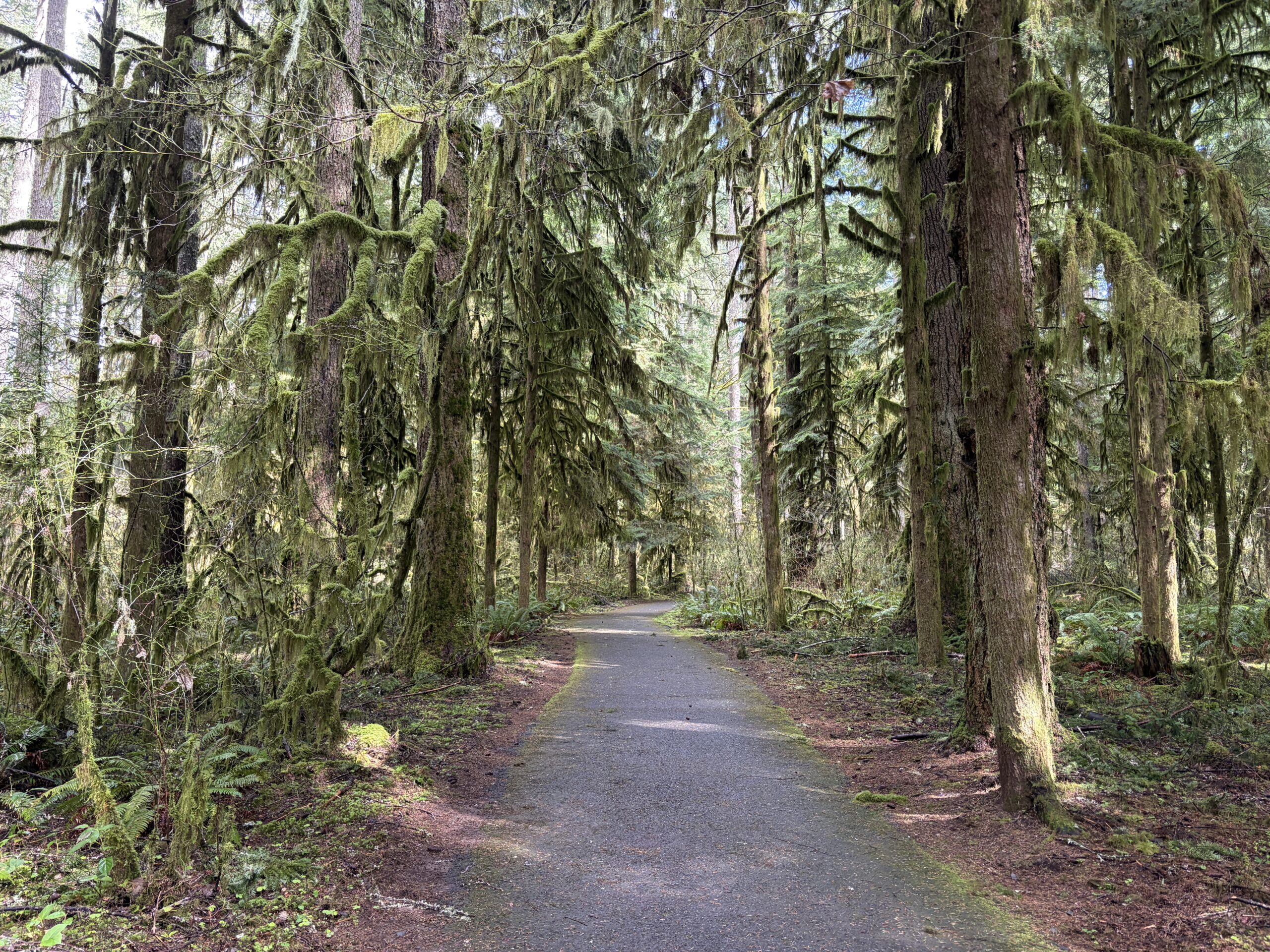 Two volunteers appear to be planting or restoring native vegetation on the grounds outside the South Falls Café at Silver Falls State Park