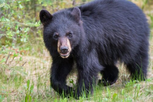 Black Bear