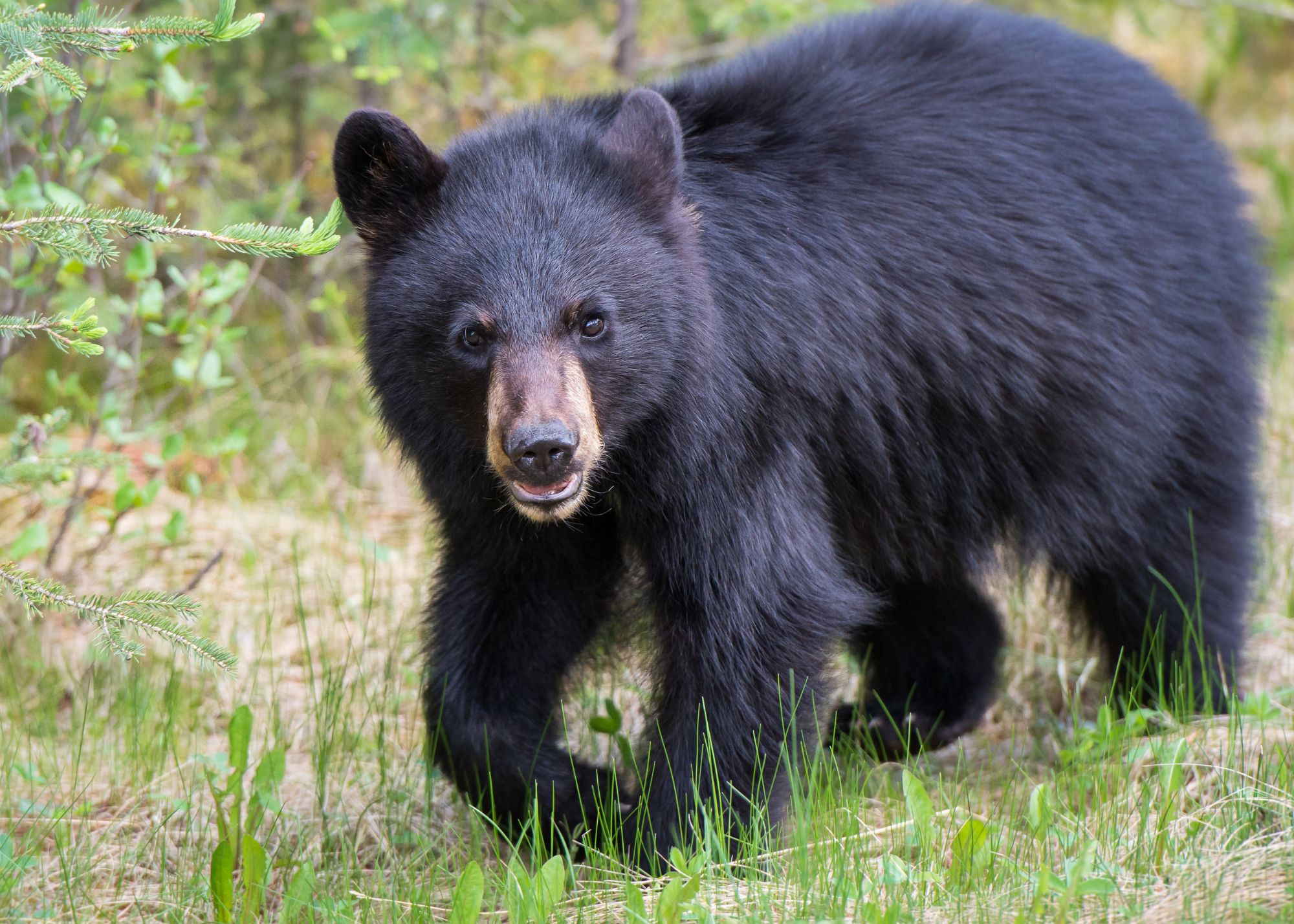 Black Bear