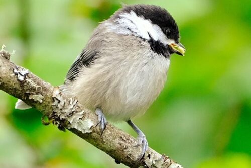 Black-Capped Chickadee