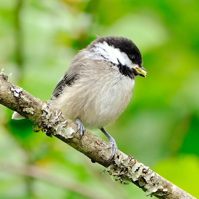 Black-Capped Chickadee