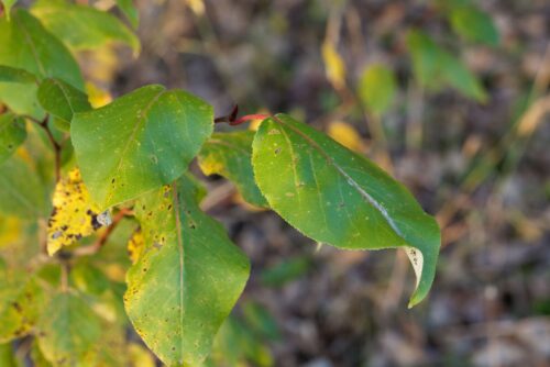 Black Cottonwood Black Cottonwood