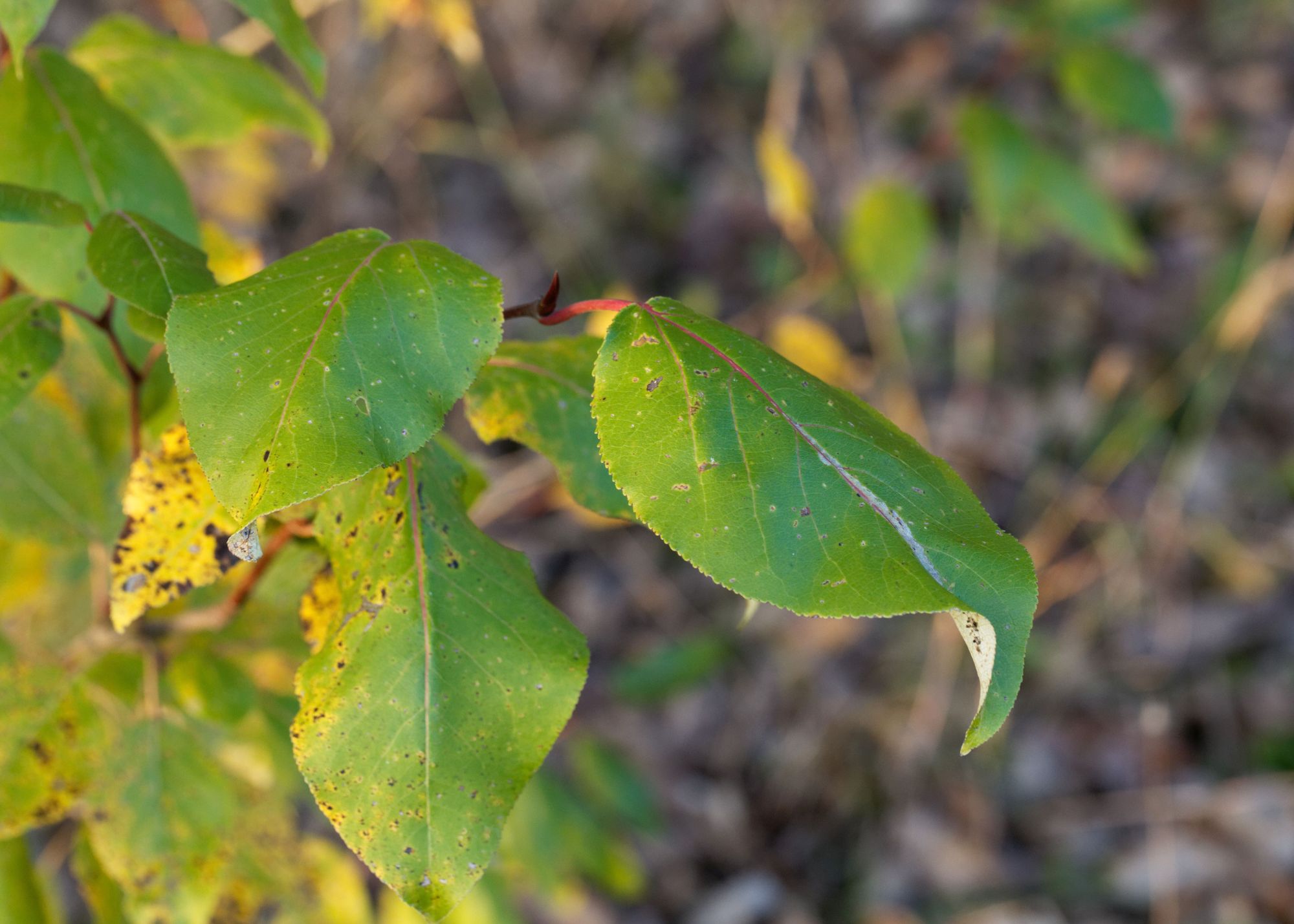 Black Cottonwood