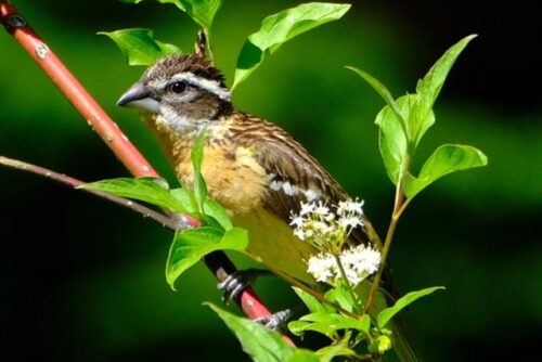 Black-Headed Grosbeak