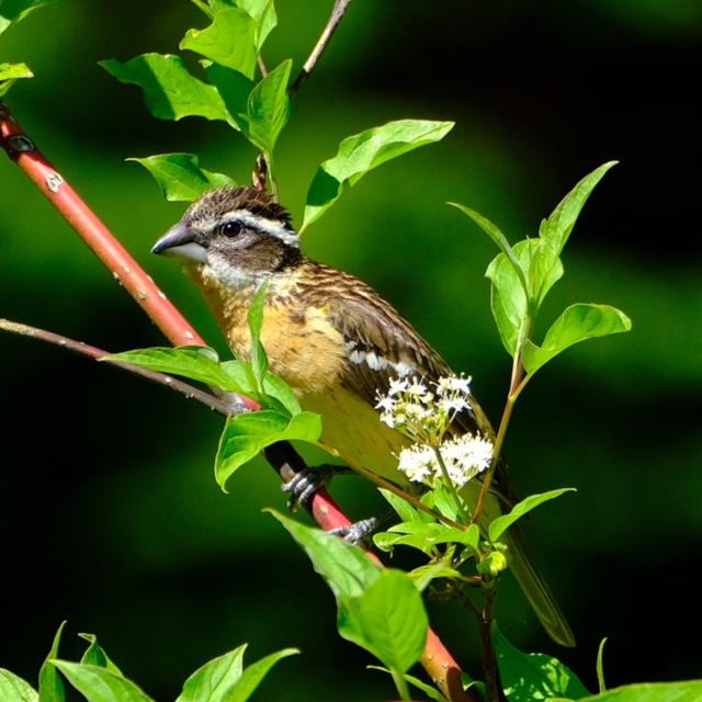 Black-Headed Grosbeak Black-Headed Grosbeak
