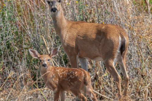 Black-Tailed Deer