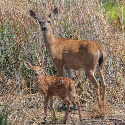 Black-Tailed Deer Black-Tailed Deer