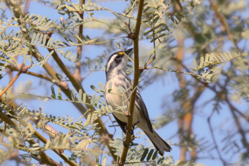Black-Throated Gray Warbler