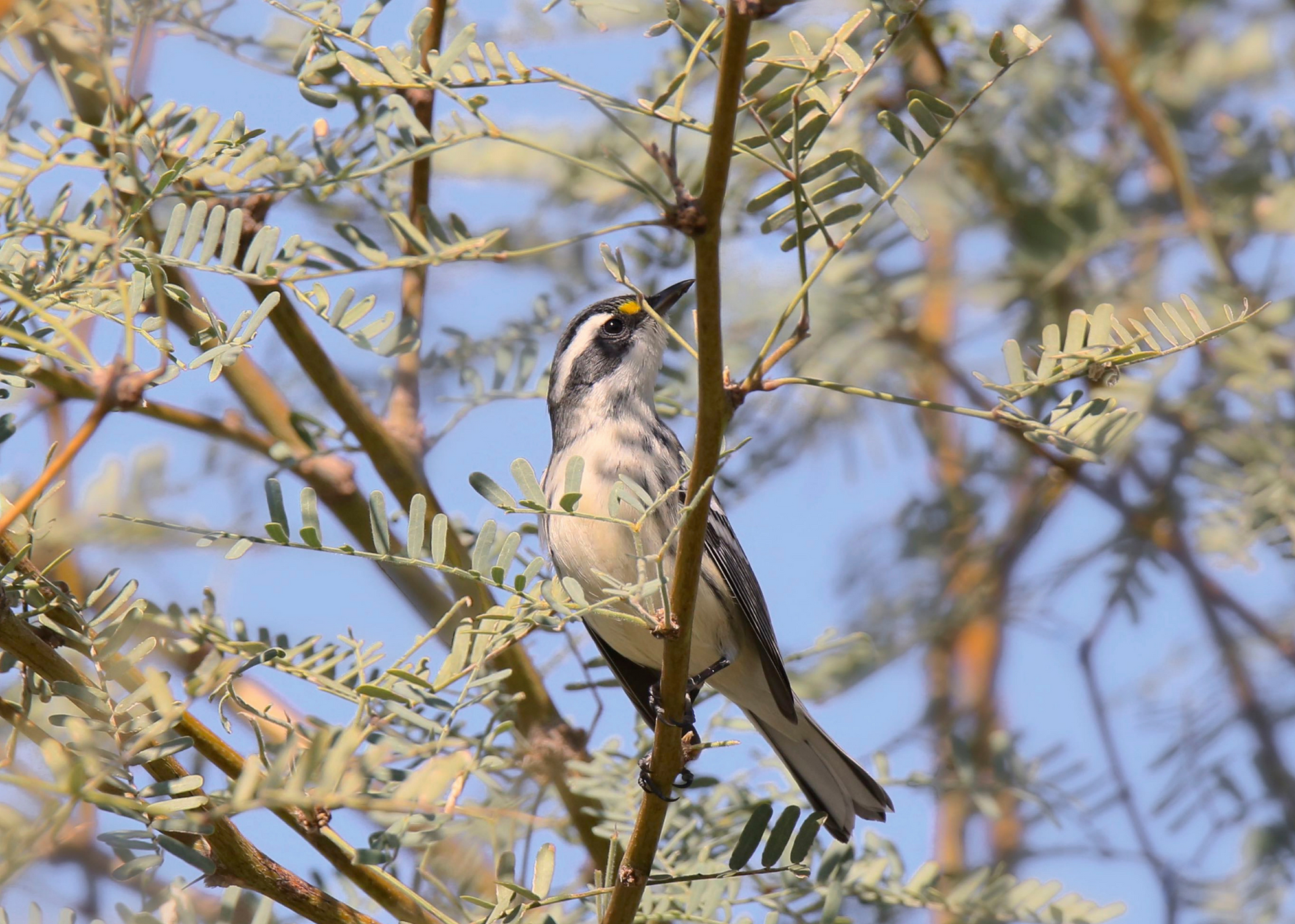 Black-Throated Gray Warbler