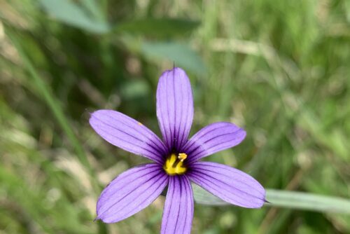 Blue-Eyed Grass
