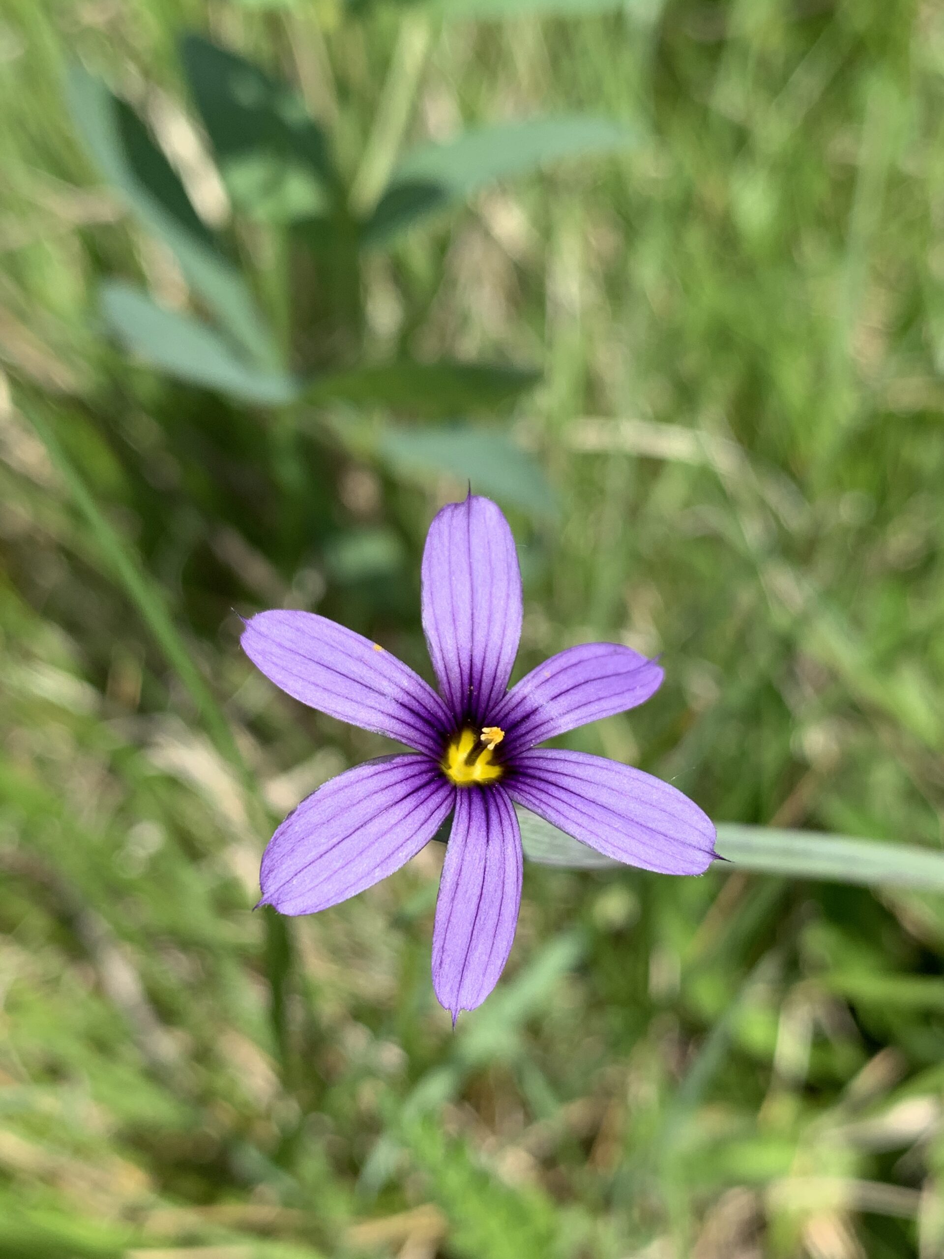 Blue-Eyed Grass Blue-Eyed Grass
