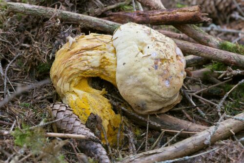 Bolete Eater
