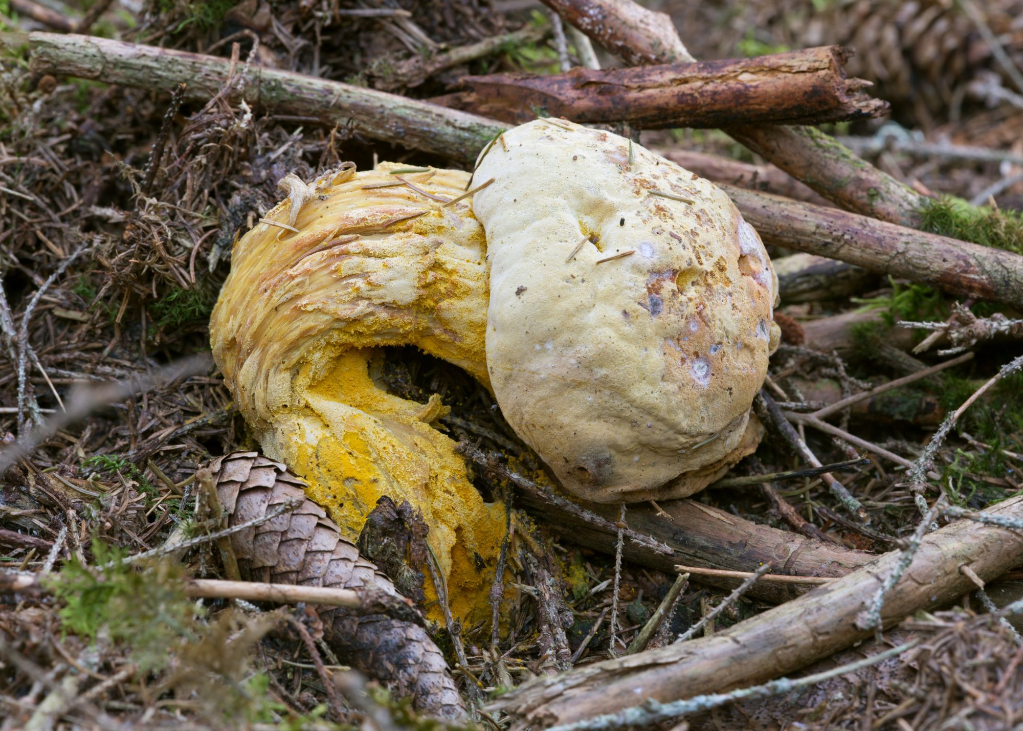 Bolete Eater
