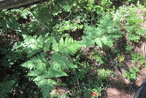 Bracken Fern