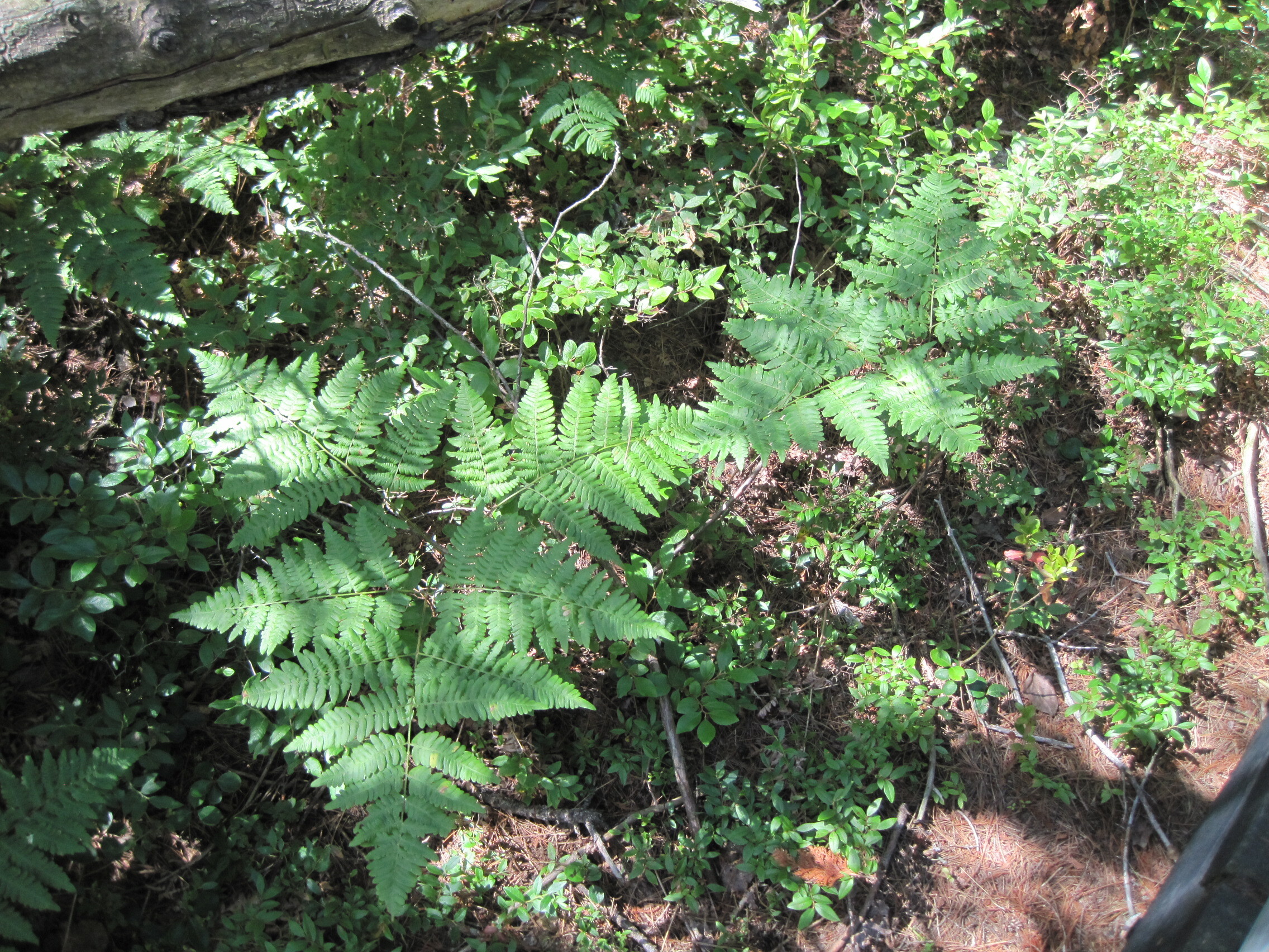 Bracken Fern