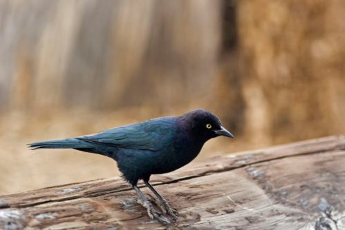 Brewer's Blackbird