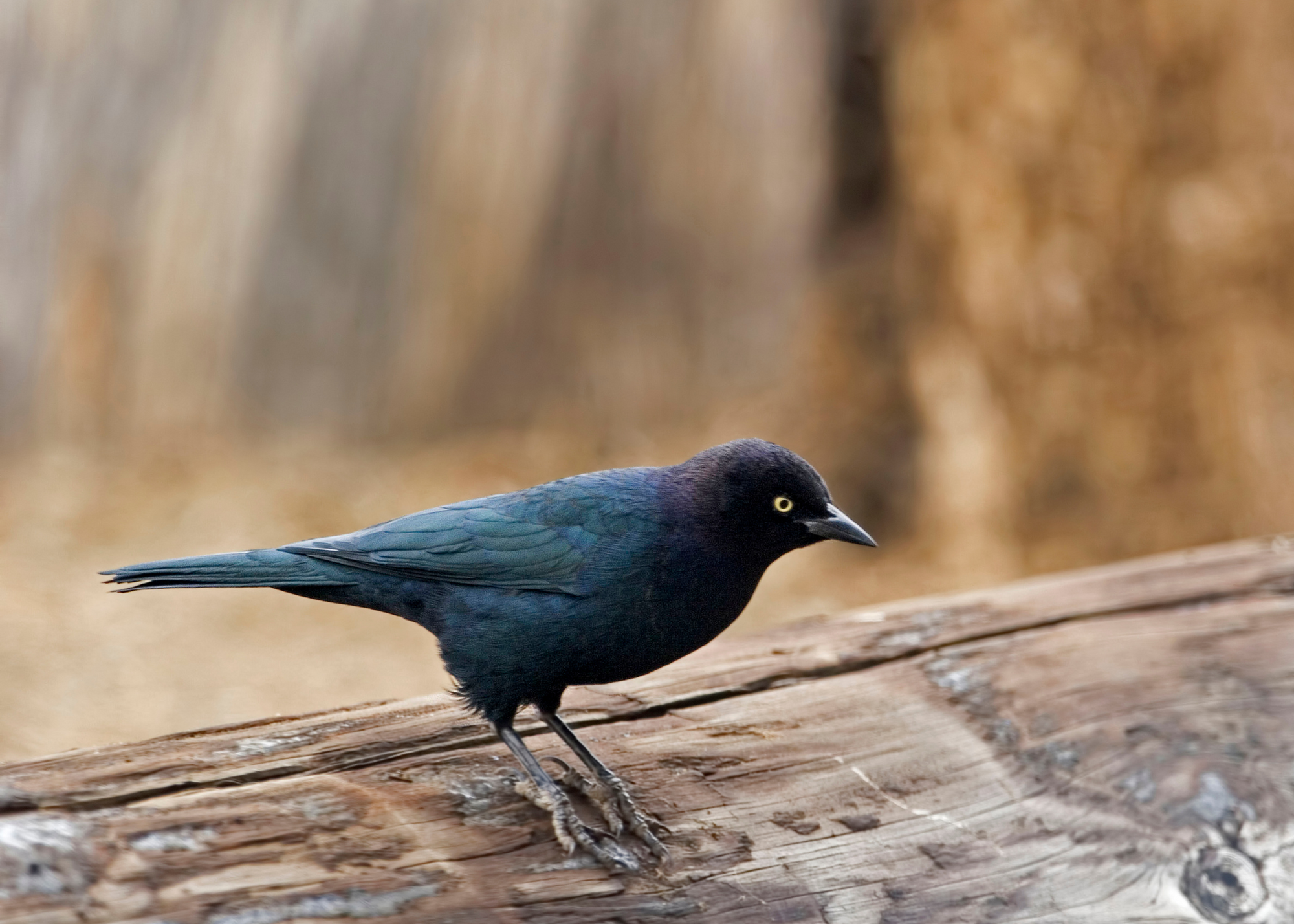 Brewer’s Blackbird Brewer’s Blackbird