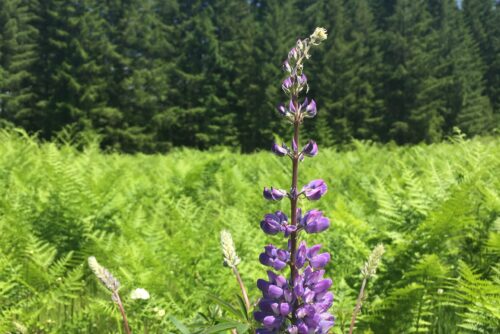 Broadleaf Lupine