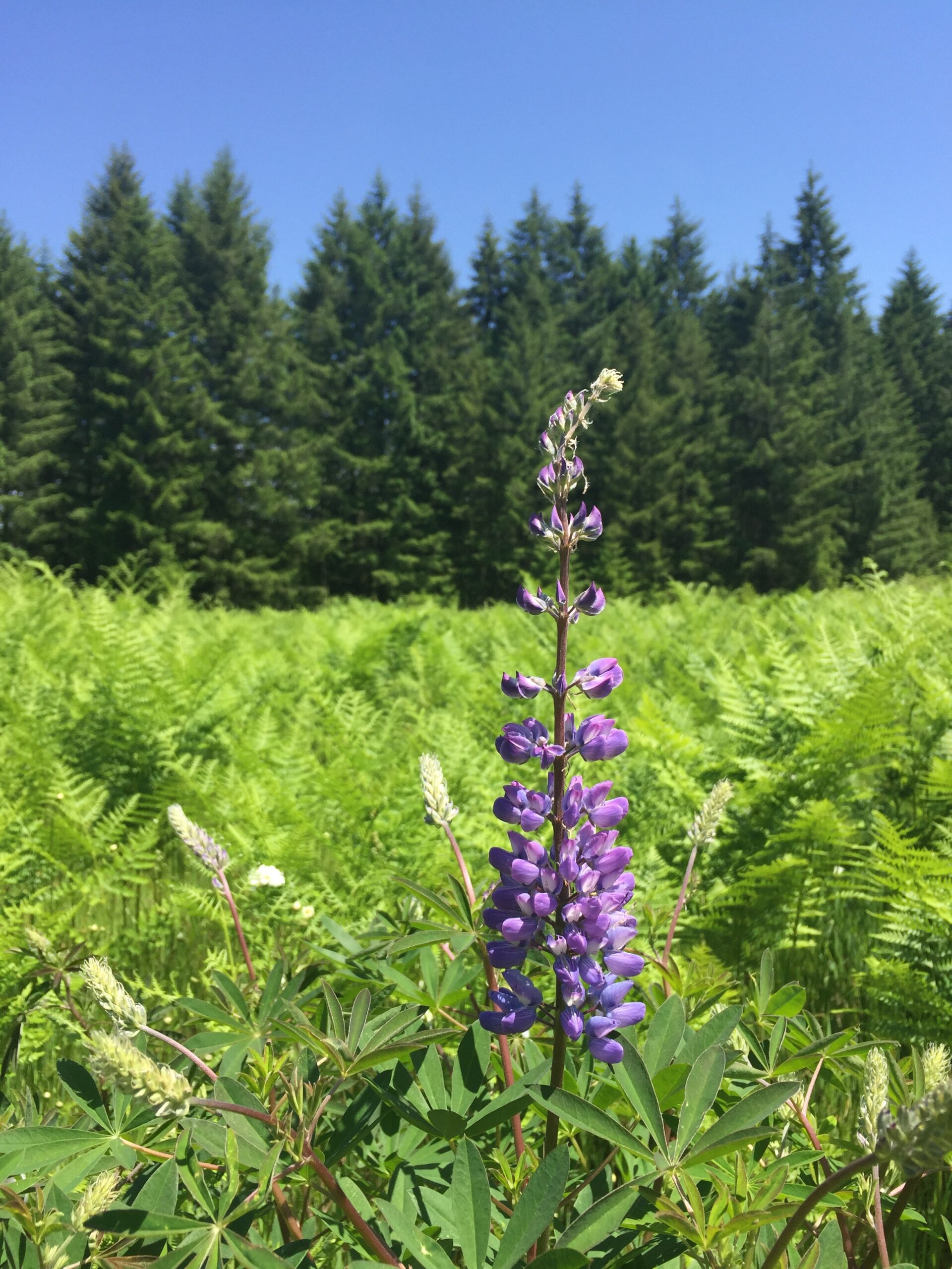 Broadleaf Lupine